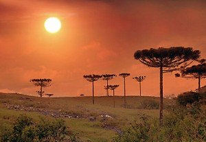 Campos do Paraná