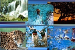 pantanal